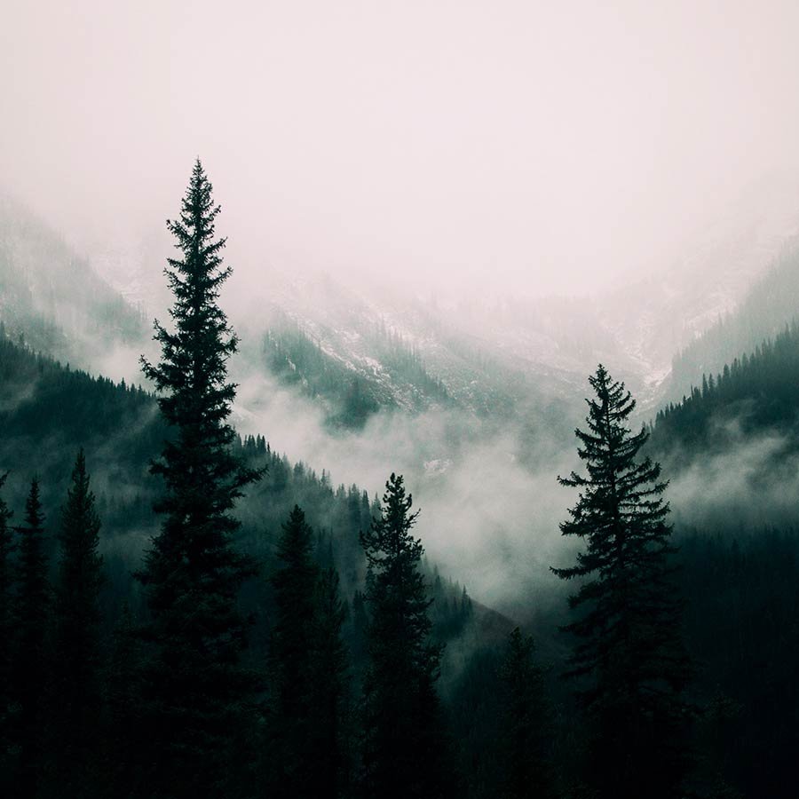 Sección nosotros fondo bosque con niebla cuadrada